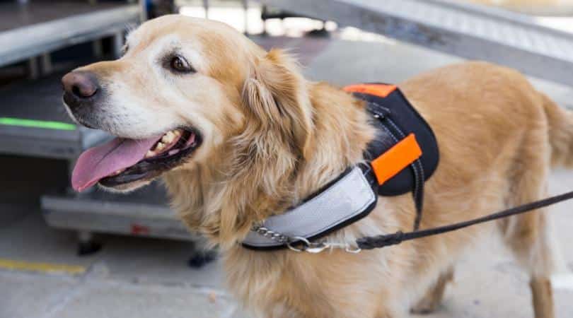 Service dog without owner could mean an emergency