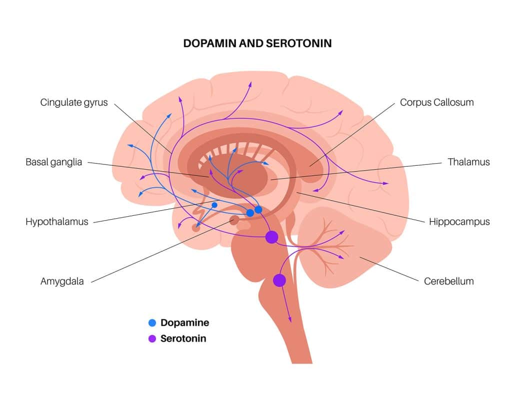 dopamin and serotonin