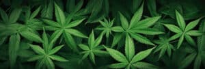 thc