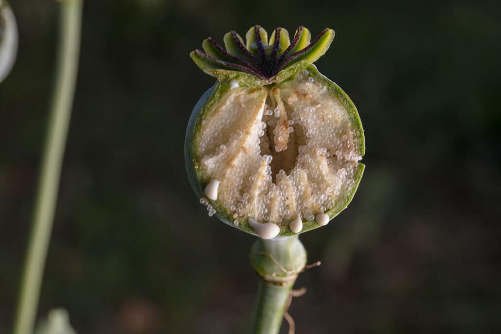 Opium poppy